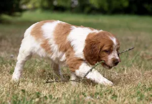 Chewing: Dog Brittany Spaniel puppy