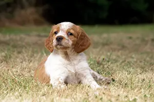 Brittany: Dog Brittany Spaniel puppy