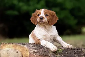 Brittany: Dog Brittany Spaniel puppy