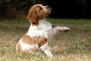 Lifting: Dog Brittany Spaniel puppy raising paw