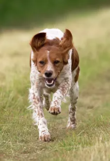 Brittany: Dog Brittany Spaniel running