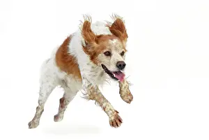 Epagneul: dog - Brittany Spaniel running towards camera in studio
