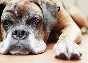 Boxer: Dog, brown, boxer, lying