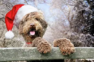 Gates: Dog - Brown Labradoodle