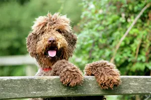 Hanging: Dog - Brown Labradoodle with front paws on gate