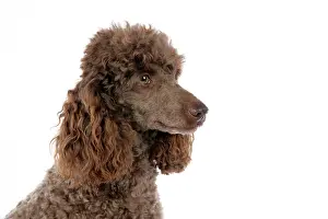 Mammmal: DOG. Brown miniature poodle