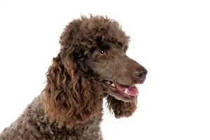Mammmal: DOG. Brown miniature poodle