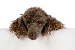 Mammmal: DOG. Brown miniature poodle with head over ledge