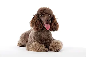 Mammmal: DOG. Brown miniature poodle lying down