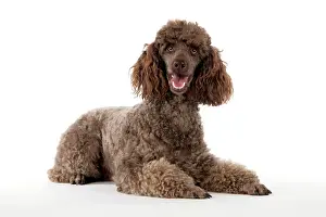 Mammmal: DOG. Brown miniature poodle lying down