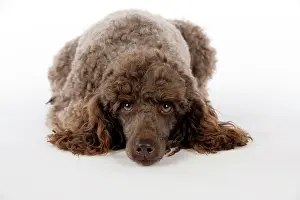 Mammmal: DOG. Brown miniature poodle lying down