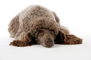 Mammmal: DOG. Brown miniature poodle lying down