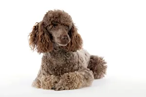 Mammmal: DOG. Brown miniature poodle lying down