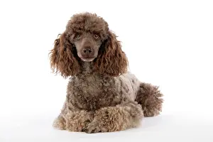 Mammmal: DOG. Brown miniature poodle lying down