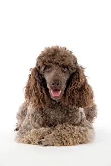 Mammmal: DOG. Brown miniature poodle lying down