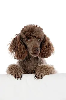 Mammmal: DOG. Brown miniature poodle with paws over ledge