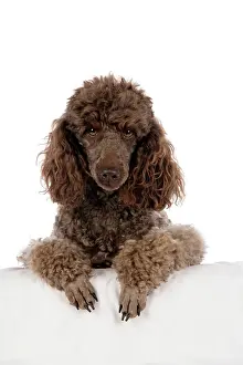 Mammmal: DOG. Brown miniature poodle with paws over ledge