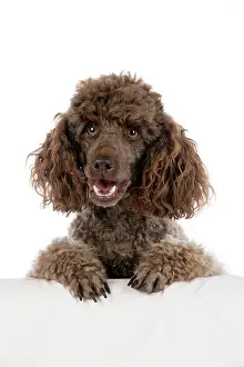 Mammmal: DOG. Brown miniature poodle with paws over ledge