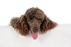 Mammmal: DOG. Brown miniature poodle with paws over ledge