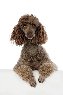 Mammmal: DOG. Brown miniature poodle with paws over ledge