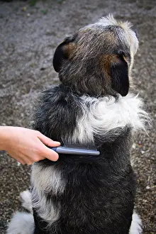 Brushed: Dog brushed by his mistress France