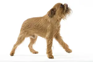Brussels: Dog - Brussels Griffon