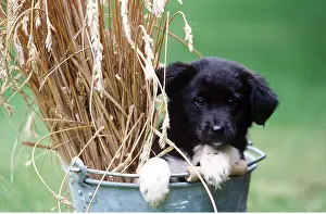 Frederic Rolland: DOG - in bucket of wheat