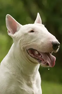 Drooling: Dog - Bull Terrier