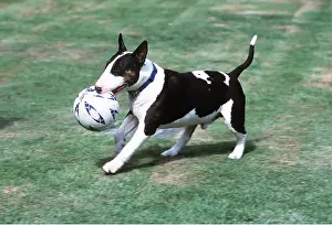 Balls: DOG - BULL TERRIER - CARRYING BALL