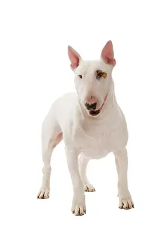 Minatures: Dog - Bull Terrier (Miniature)