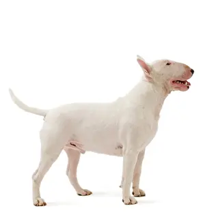 Minatures: Dog - Bull Terrier (Miniature)