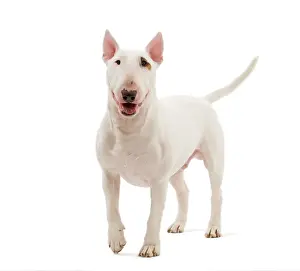 Minatures: Dog - Bull Terrier (Miniature)