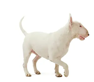 Minatures: Dog - Bull Terrier (Miniature)