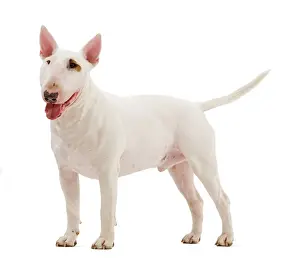 Minatures: Dog - Bull Terrier (Miniature)