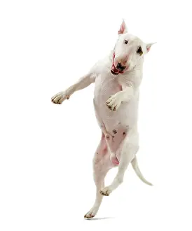 Minatures: Dog - Bull Terrier (Miniature) - leaping in mid-air