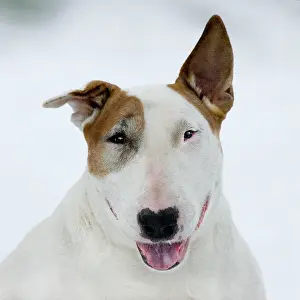 070422: Dog - Bull Terrier portrait in winter snow