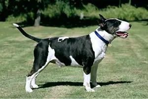 Collar: DOG - BULL TERRIER - standing, side view
