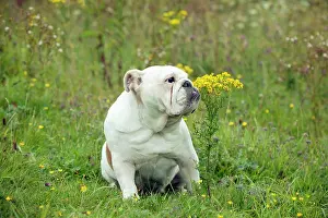 Sniff: DOG - Bulldog