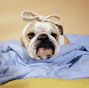 Rehabilitation: DOG - BULLDOG