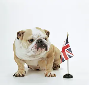 Jack: DOG - Bulldog with British Union Jack flag