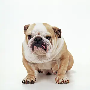 Teets: DOG - Bulldog facing