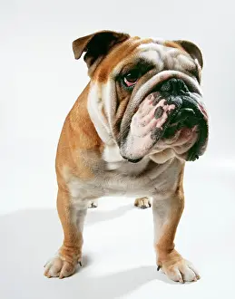 Proud: DOG - bulldog, facing