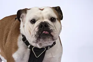 Tonge: DOG. Bulldog head & shoulders with tonge out DOG