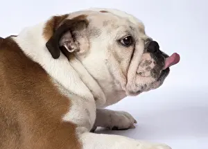 Sticking: DOG. Bulldog head & shoulders with tonge out DOG