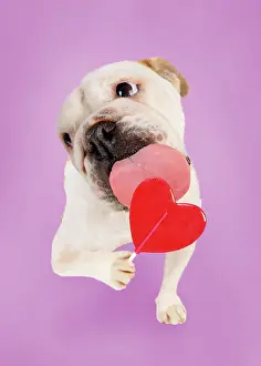 Lollipop: DOG - Bulldog licking heart lollipop