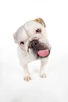 Screen: DOG. Bulldog licking the screen