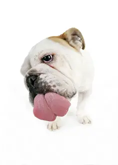 Screen: DOG. Bulldog licking the screen