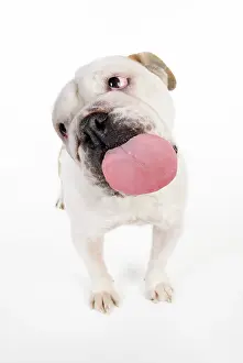 Screen: DOG. Bulldog licking the screen
