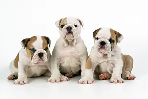 Bulldogs: DOG - three Bulldog puppies, studio shot