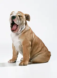 Displacement: DOG - Bulldog puppy